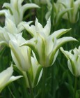 Tulipa_Lily_flow_523c65078de73