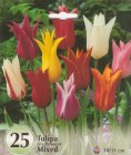 Tulipa_Lily_flow_52443d8d70515