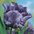 Tulipa_Parrot_BL_523dd8efbab38
