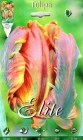 Tulipa_Parrot__B_5053306953b6d