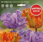 Tulipa_Parrot__B_506da2c180d1b