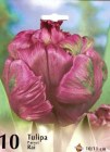 Tulipa_RAI_4e71fd62bc482