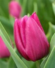 Tulipa_Single_Ea_523dc6a8a3458