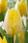 Tulipa_Single_Ea_523dc8ddce581