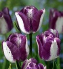 Tulipa_Triumph_H_523c57ab1a467