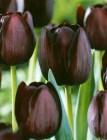 Tulipa_Triumph_P_523dd030f3943