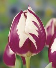 Tulipa_Triumph_R_523dd4688ca9c