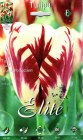 Tulipa_Triumph___50545c8896f32