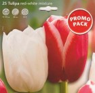 Tulipa_Triumph___506da318a96e2