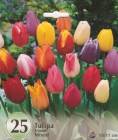 Tulipa_Triumph___5244399d744a9