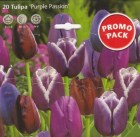 Tulipa__PURPLE_P_506c52674e566