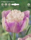 Tulipa__SWEET_DE_5073eeaa2b2ea