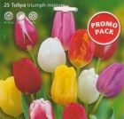 Tulipa__TRIUMPH__506da26f070b2