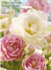 Tulipa_duo__PINK_4e9039f494b57