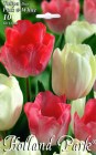 Tulipa_duo__PINK_57ee427ad79e9