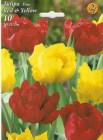 Tulipa_duo__RED__4e9036fc1b771