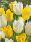 Tulipa_duo__WHIT_4e90347a16075