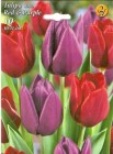 Tulipa_duo___RED_4e9031c671a92