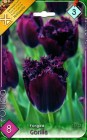 Tulipa_fringed___57ee50710740e