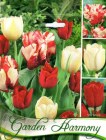 Tulipa_mixed_GAR_505333c392737