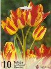 Tulipa_multiflow_4e92e3450d021