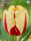 Tulipa_single_la_4e71eda96f75b