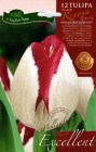 Tulipa_triumph___50532d2e65b46