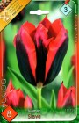 Tulipa_triumph___57ee4f4e61c30