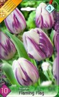 Tulipa_triumph___57ee5312e1c06