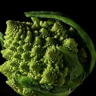 brocoli2_4d4fb8a10e03e