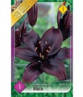 orig_bulb-de-crin-asiatic-black-1-bulb-holland-park_5226