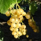 yellowcurrant